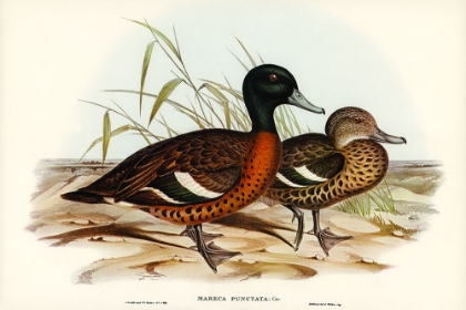 Picture of CHESNUT-BREASTED DUCK-ANAS PUNCTATA