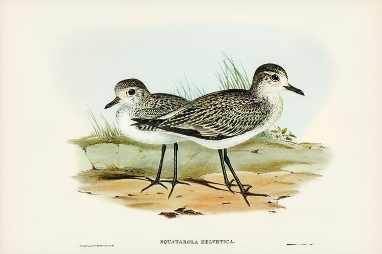 Picture of GREY PLOVER-SQUATAROLA HELVETICA