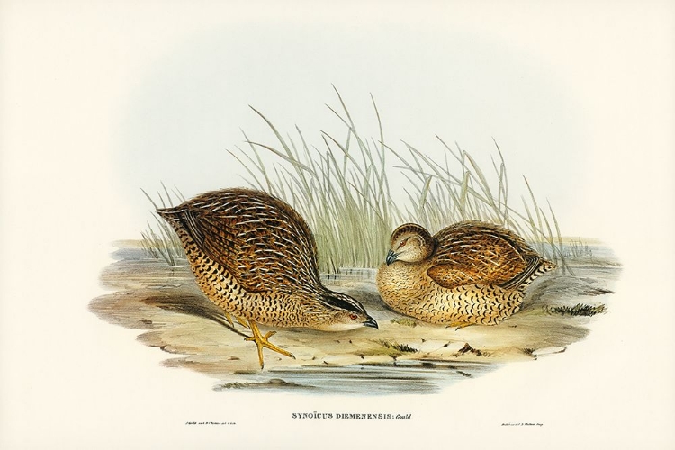 Picture of VAN DIEMENS LAND PARTRIDGE-SYNOICUS DIEMENENSIS