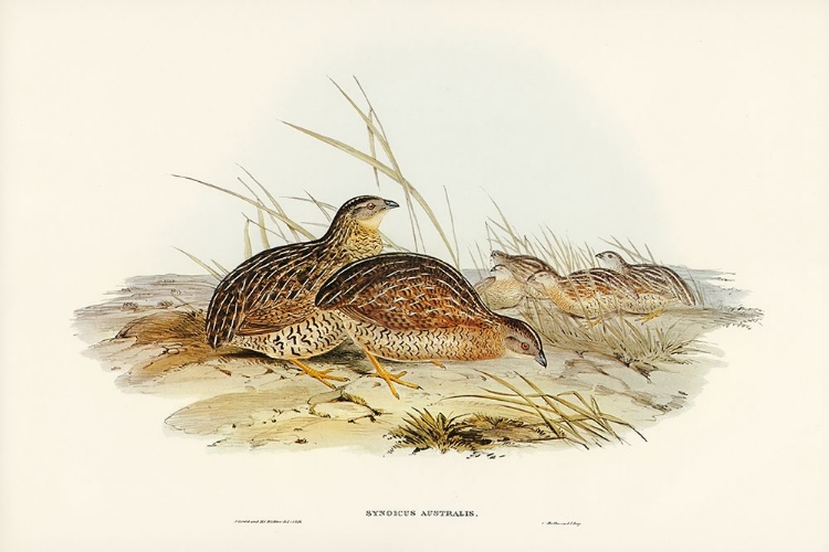 Picture of AUSTRALIAN PARTRIDGE-SYNOICUS AUSTRALIS
