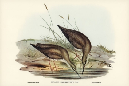 Picture of GREY-RUMPED SANDPAPER-TOTANUS GRISEOPYGIUS