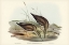 Picture of GREY-RUMPED SANDPAPER-TOTANUS GRISEOPYGIUS