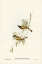 Picture of SWAN RIVER HONEY-EATER-MELITHREPTUS CHLOROPSIS