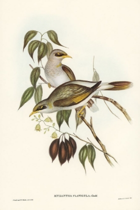 Picture of YELLOW-THROATED MINER-MYZANTHA FLAVIGULA