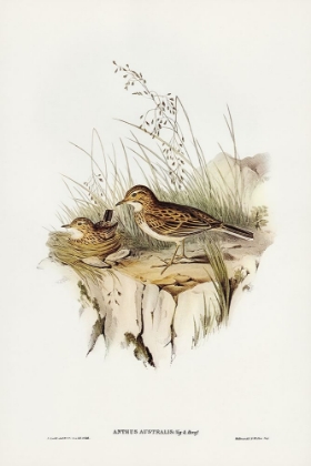 Picture of AUSTRALIAN PIPIT-ANTHUS AUSTRALIS