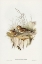 Picture of AUSTRALIAN PIPIT-ANTHUS AUSTRALIS