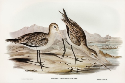 Picture of BARRED-RUMPED GODWIT-LIMOSA UROPYGIALIS