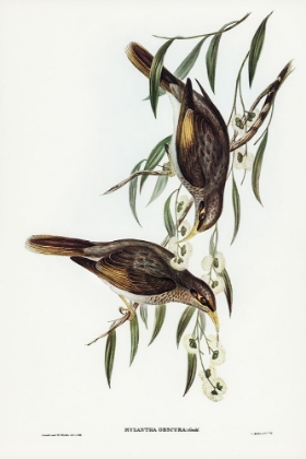 Picture of SOMBRE HONEY-EATER-MYZANTHA OBSCURA