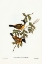 Picture of BLACK-TAILED PACHYCEPHALA-PACHYCEPHALA MELANURA