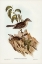 Picture of HARMONIOUS COLLURICINCLA-COLLURICINCLA HARMONICA