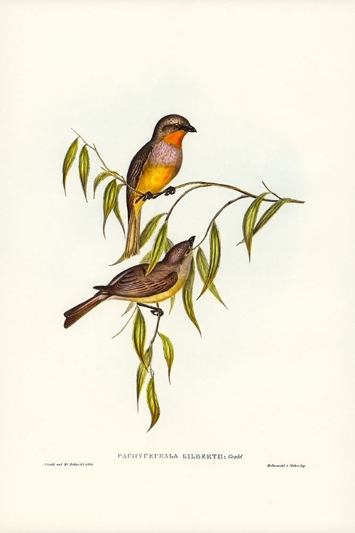 Picture of GILBERT’S PACHYCEPHALA-PACHYCEPHALA GILBERTII