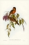 Picture of RED-THROATED PACHYCEPHALA-PACHYCEPHALA RUFOGULARIS