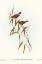Picture of SHORT-BILLED TREE TIT-SMICRORNIS BREVIROSTRIS