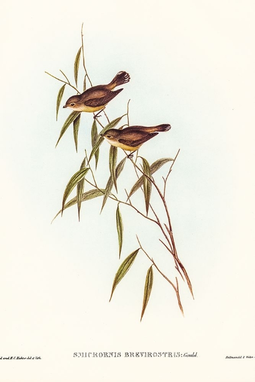 Picture of SHORT-BILLED TREE TIT-SMICRORNIS BREVIROSTRIS