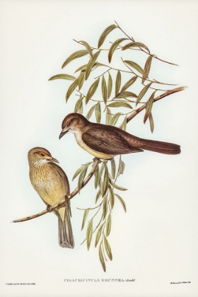 Picture of BROWN COLLURICINCLA-COLLURICINCLA BRUNNEA