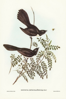 Picture of BLACK FANTAILED FLYCATCHER-RHIPIDURA MOTACILLOIDES