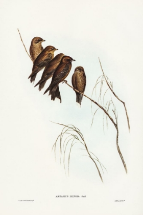 Picture of LITTLE WOOD SWALLOW-ARTAMUS MINOR-VIEILL