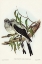 Picture of GROUND GRAUCALUS-PTEROPODOCYS PHASIANELLA