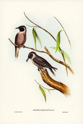 Picture of MASKED WOOD SWALLOW-ARTAMUS PERSONATES