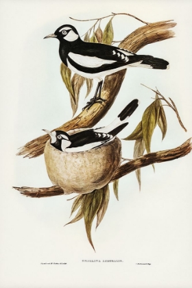 Picture of PIED GRALLINA-CRALLINA AUSTRALIS