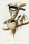 Picture of PIED GRALLINA-CRALLINA AUSTRALIS