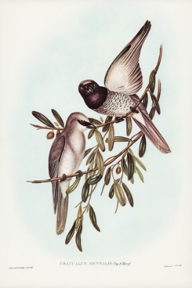 Picture of VARIED GRAUCALUS-GRAUCALUS MENTALIS