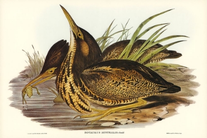 Picture of AUSTRALIAN BITTERN-BOTAURUS AUSTRALIS