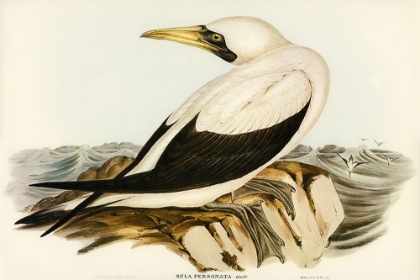 Picture of MASKED GANNET-SULA PERSONATA