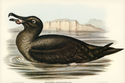 Picture of SOOTY ALBATROS-DIOMEDEA FULIGINOSA