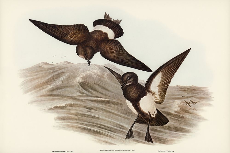 Picture of BLACK-BELLIED STORM PETREL-THALASSIDROMA MELANOGASTER