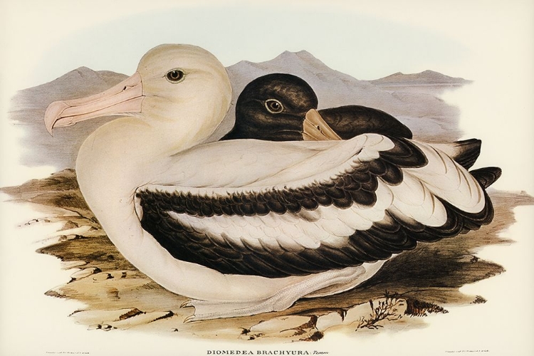 Picture of SHORT-TAILED ALBATROS-DIOMEDEA BRACHYURA