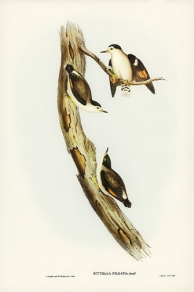 Picture of BLACK-CAPPED SITTELLA-SITTELLA PILEATA