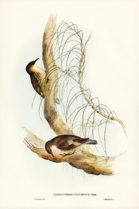 Picture of WHITE-THROATED TREE-CREEPER-CLIMACTERIS PICUMNUS