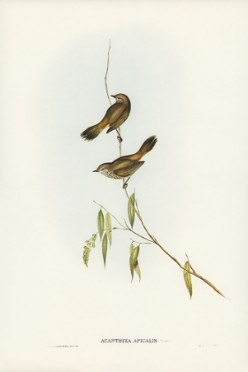 Picture of WESTERN ACANTHIZA-ACANTHIZA APICALIS