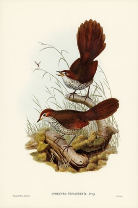 Picture of RUFOUS-HEADED BRISTLE-BIRD-SPHENURA BROADBENTI