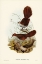 Picture of RUFOUS-HEADED BRISTLE-BIRD-SPHENURA BROADBENTI