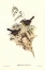 Picture of SOMBRE-COLOURED SERICORNIS-SERICORNIS HUMILIS