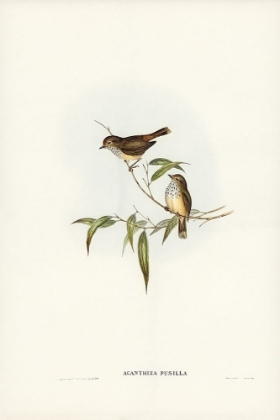 Picture of LITTLE BROWN ACANTHIZA-ACANTHIZA PUSILLA