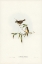 Picture of LITTLE BROWN ACANTHIZA-ACANTHIZA PUSILLA