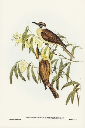 Picture of YELLOW-THROATED FRIAR BIRD-TROPIDORHYNCHUS CITREOGULARIS