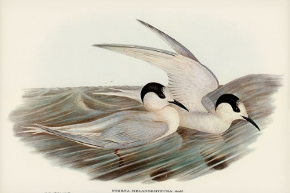 Picture of BLACK-BILLED TERN-STERNA MELANORHYNCHA