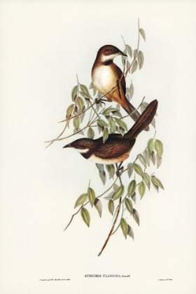 Picture of NOISY BRUSH-BIRD-ATRICHIA CLAMOSA