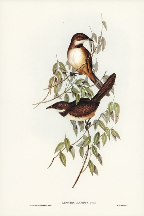 Picture of NOISY BRUSH-BIRD-ATRICHIA CLAMOSA