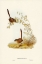 Picture of TEXTILE WREN-MYTIS TEXTILIS