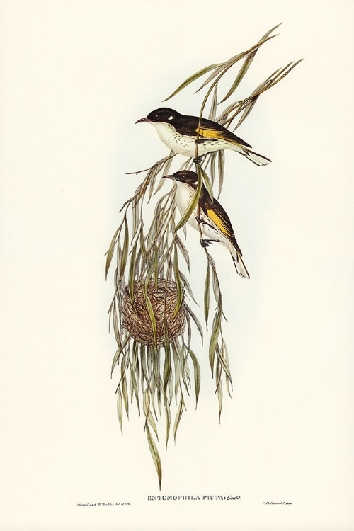 Picture of PAINTED HONEY-EATER-ENTOMOPHILA PICTA