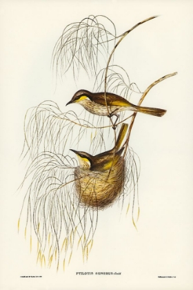 Picture of SINGING HONEY-EATER-PTILOTIS SONORUS