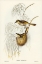 Picture of SINGING HONEY-EATER-PTILOTIS SONORUS