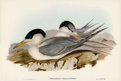 Picture of TORRES STRAITS TERN-THALASSEUS PELECANOIDES