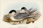 Picture of TORRES STRAITS TERN-THALASSEUS PELECANOIDES