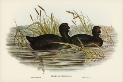 Picture of AUSTRALIAN COOT-FULICA AUSTRALIS